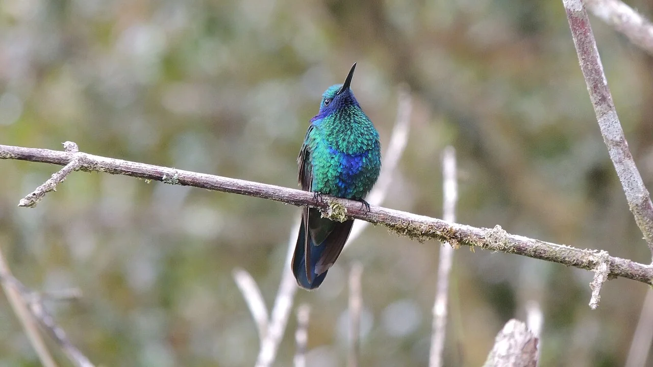 Colibrí chillón de plumaje verde y azul fotografiado en el Parque Chicaque